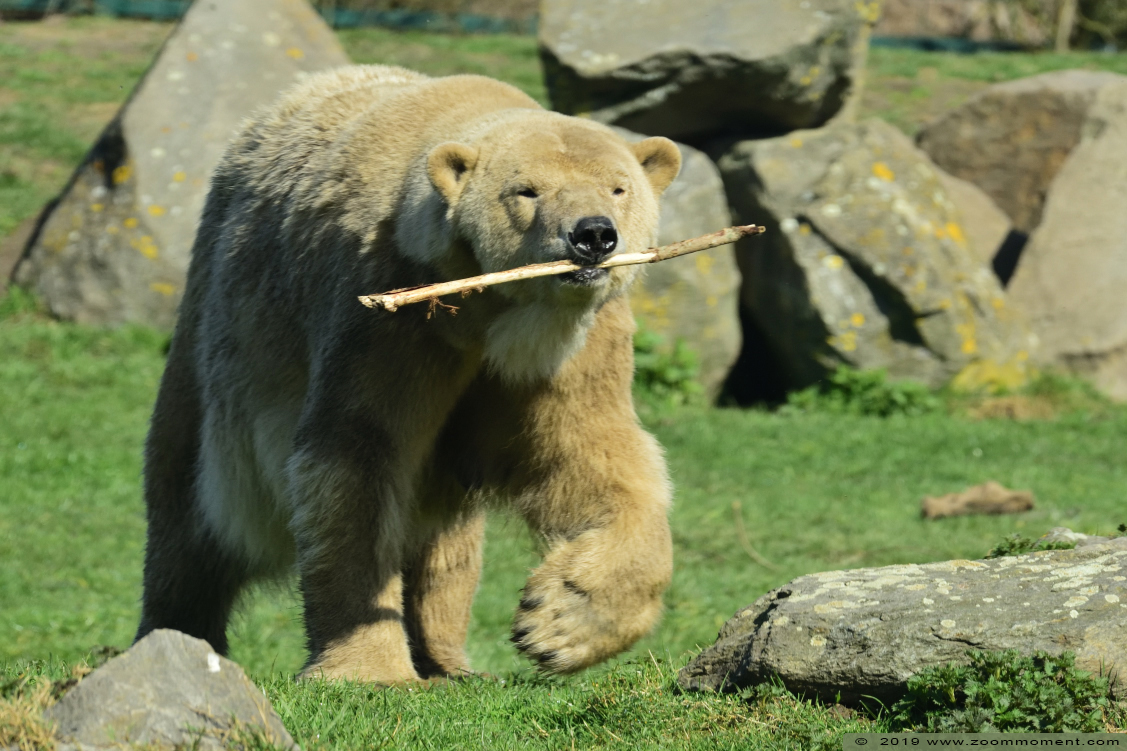 ijsbeer ( Ursus maritimus ) polar bear
Trefwoorden: Dierenrijk Nederland Netherlands ijsbeer Ursus maritimus  polar bear cub welp