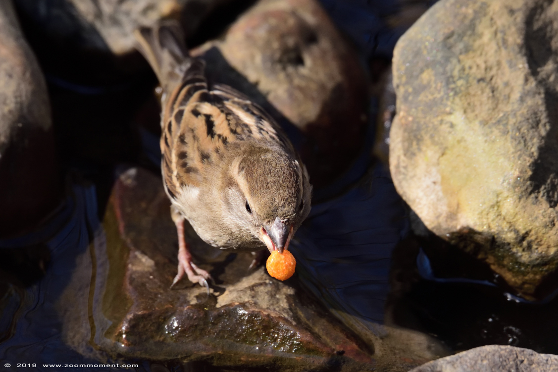 huismus ( Passer domesticus ) sparrow
Keywords: Dierenrijk Nederland Netherlands huismus Passer domesticus sparrow