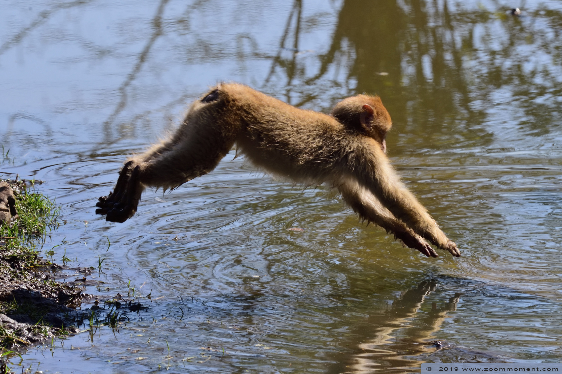 berberaap of magot aap of makaak ( Macaca sylvanus ) Berber monkey
Trefwoorden: Dierenrijk Nederland Netherlands berberaap magot aap makaak  Macaca sylvanus  Berber monkey