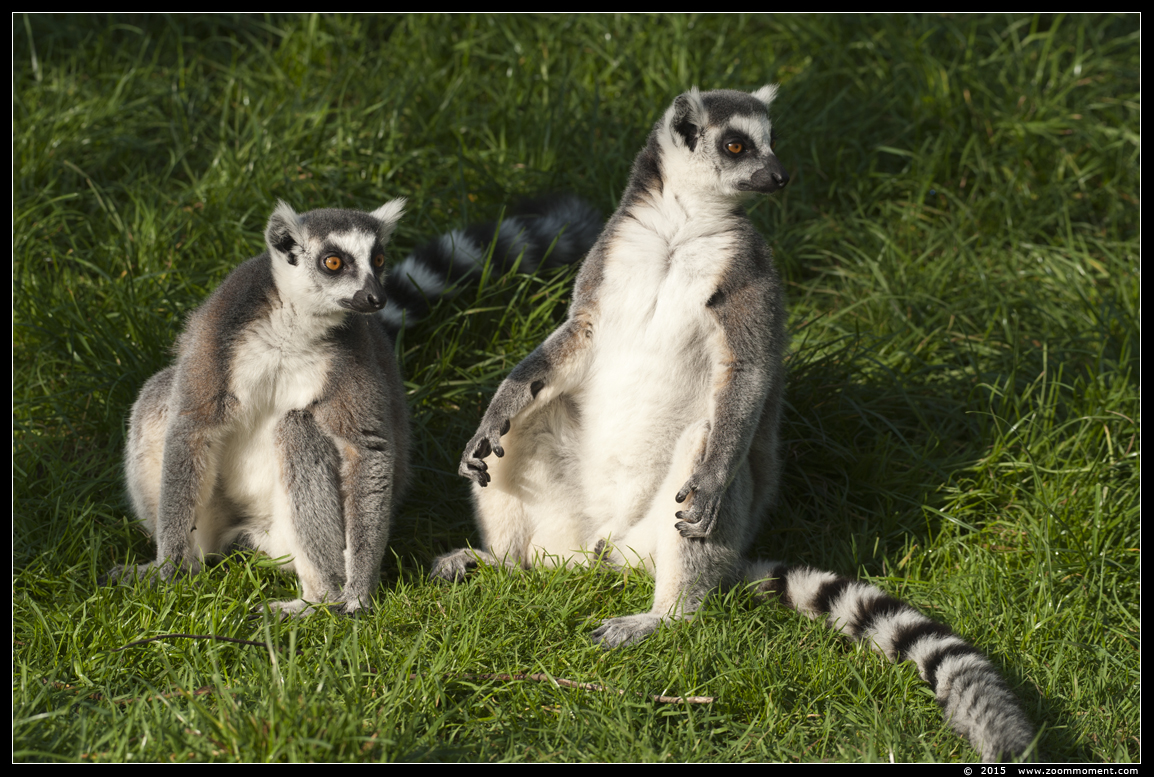ringstaartmaki of katta ( Lemur catta ) ring-tailed lemur or catta
Trefwoorden: Dierenrijk Nederland Netherlands ringstaartmaki katta Lemur catta  ring-tailed lemur  catta