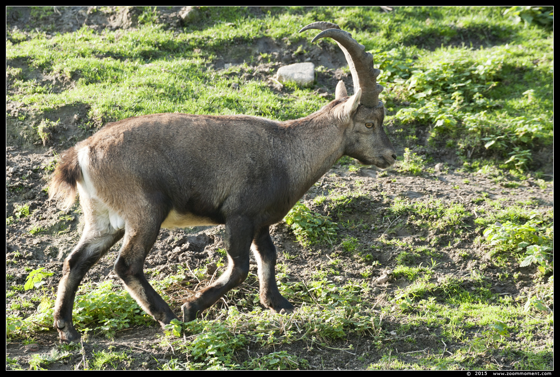 Alpen steenbok  ( Capra ibex ) steinbock or Alpine ibex
Trefwoorden: Dierenrijk Nederland Netherlands Alpen steenbok Capra ibex  steinbock Alpine ibex