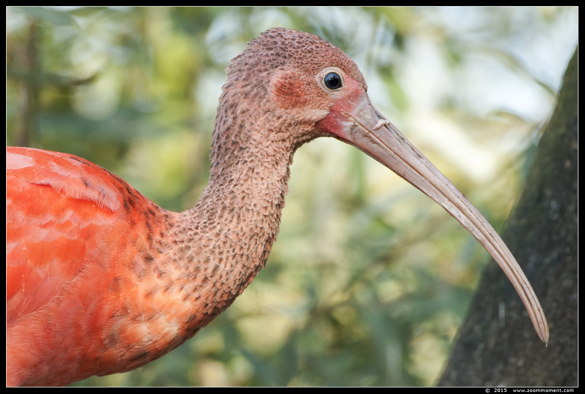 rode ibis ( Eudocimus ruber ) scarlet ibis
Trefwoorden: Dierenrijk Nederland Netherlands rode ibis Eudocimus ruber  scarlet ibis