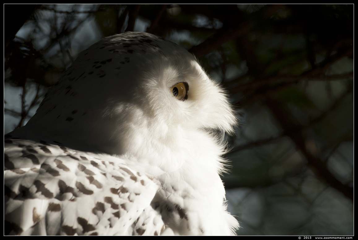 sneeuwuil ( Nyctea scandiaca ) snowy owl
Trefwoorden: Dierenrijk Nederland Netherlands sneeuwuil  Nyctea scandiaca  snowy owl