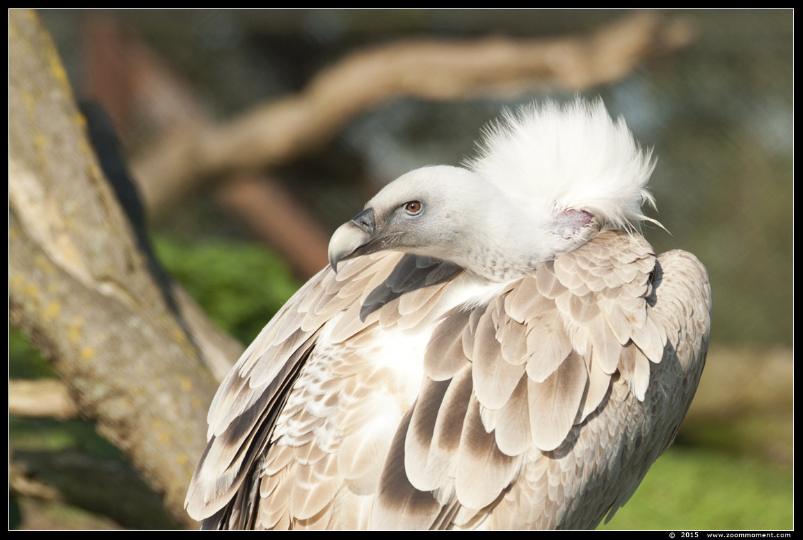 vale gier  ( Gyps fulvus )  griffon vulture or Eurasian griffon
Trefwoorden: Dierenrijk Nederland Netherlands vale gier Gyps fulvus   griffon vulture Eurasian griffon
