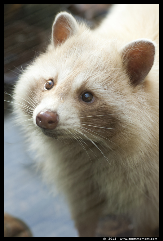 wasbeer ( Procyon lotor ) raccoon
Trefwoorden: Dierenrijk Nederland Netherlands wasbeer  Procyon lotor raccoon