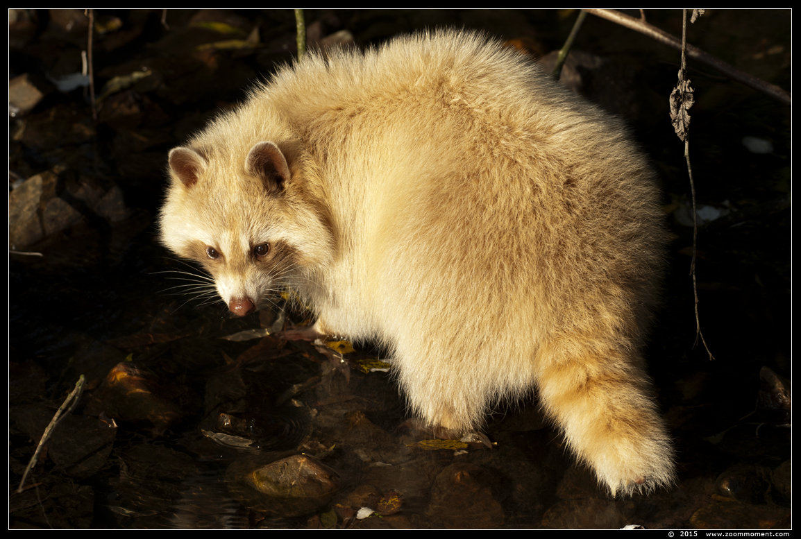 wasbeer ( Procyon lotor ) raccoon
Trefwoorden: Dierenrijk Nederland Netherlands wasbeer  Procyon lotor raccoon