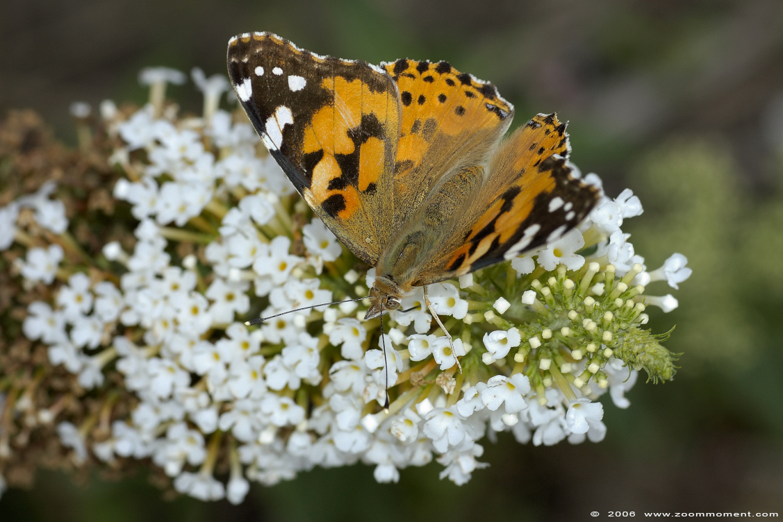 vlinder  butterfly
Trefwoorden: Dierenrijk Nederland Netherlands vlinder butterfly