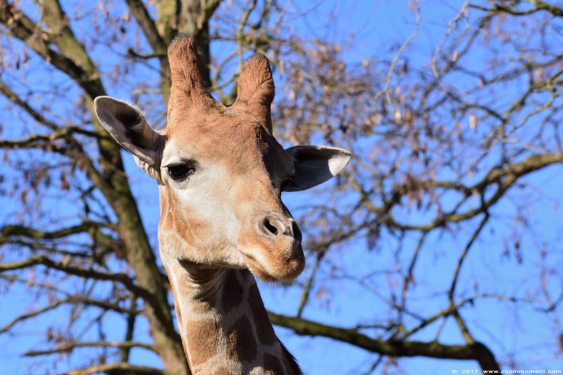 Angolagiraf ( Giraffa camelopardalis angolensis ) Angolan or Namibian giraffe
Trefwoorden: Dortmund zoo Germany Angolagiraf Giraffa camelopardalis angolensis Namibian giraffe