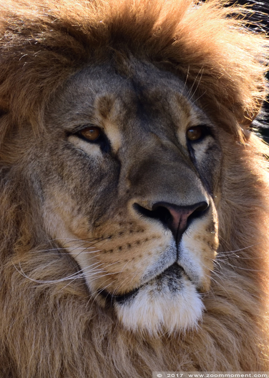 Afrikaanse leeuw ( Panthera leo ) African lion 
Trefwoorden: Dortmund zoo Germany Afrikaanse leeuw Panthera leo African lion