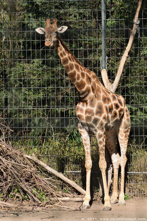 Angolagiraf ( Giraffa camelopardalis angolensis ) Angolan or Namibian giraffe
Trefwoorden: Dortmund zoo Germany Angolagiraf Giraffa camelopardalis angolensis Namibian giraffe