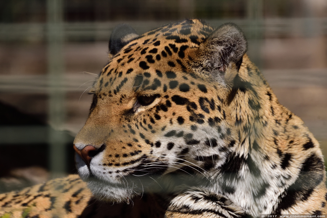 Jaguar ( Panthera onca )
Trefwoorden: Dortmund zoo Germany Jaguar Panthera onca