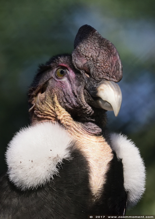 Andescondor ( Vultur gryphus )  Andean condor
Trefwoorden: Dortmund zoo Germany Andescondor Vultur gryphus Andean condor