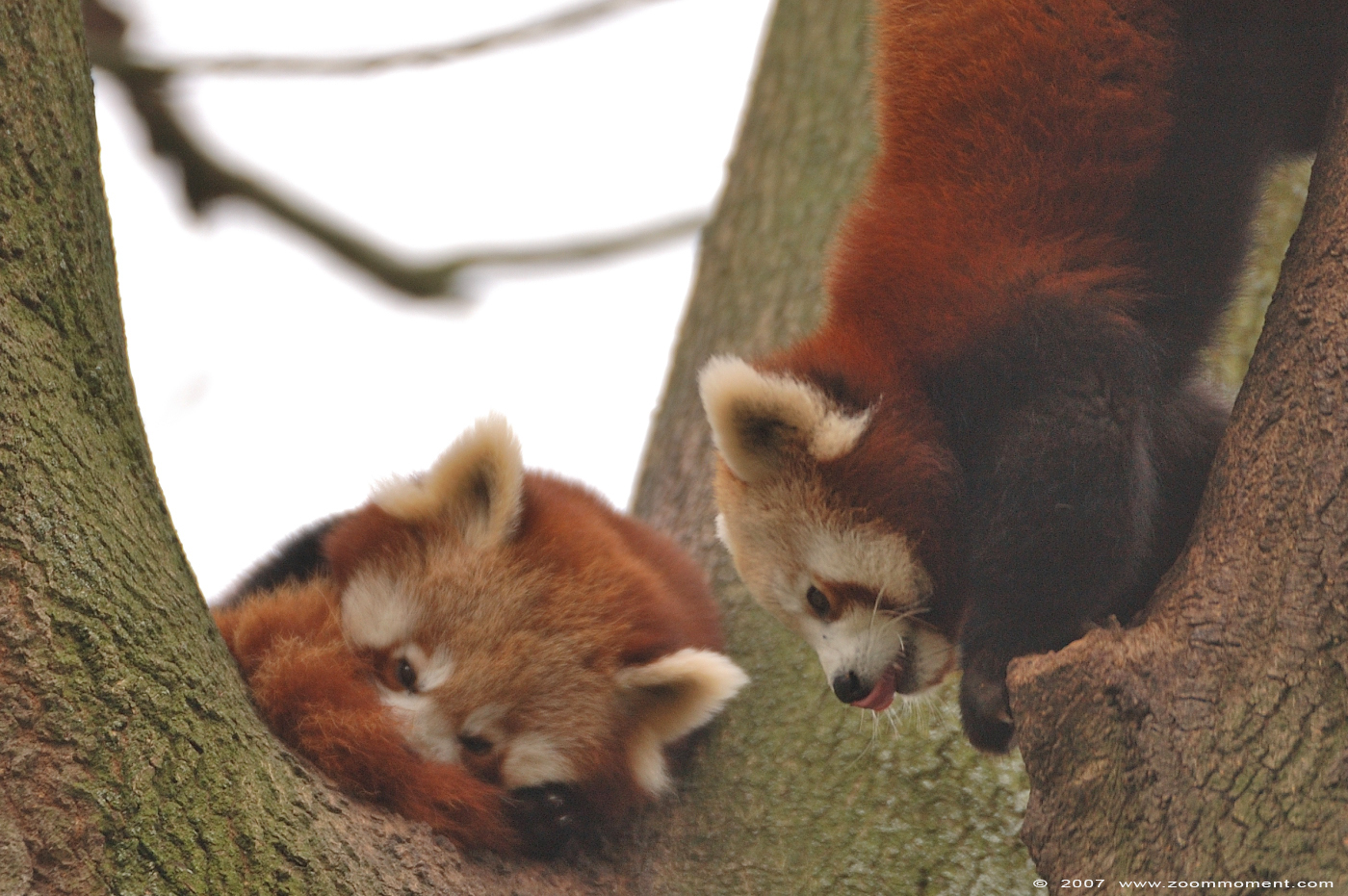 kleine of rode panda ( Ailurus fulgens ) lesser or red panda
Trefwoorden: Dortmund zoo Germany kleine rode panda Ailurus fulgens lesser red panda