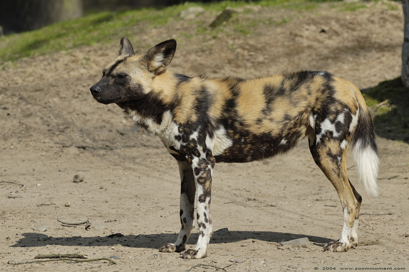 Afrikaanse wilde hond  ( Lycaon pictus )  African wild dog
Trefwoorden: Zoo Duisburg Lycaon pictus Afrikaanse wilde hond African wild dog