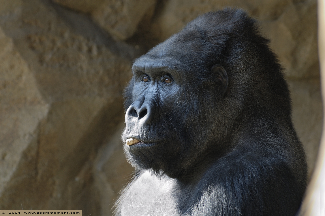Gorilla gorilla
Trefwoorden: Duisburg zoo gorilla