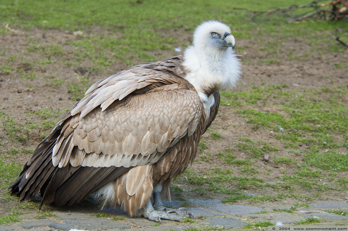 vale gier  ( Gyps fulvus )  griffon vulture or Eurasian griffon
Trefwoorden: Zoo Duisburg Gyps fulvus vale gier griffon vulture vogel bird