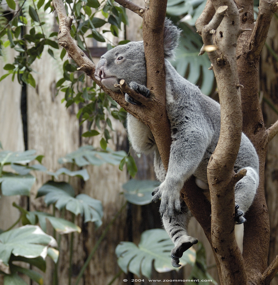 koala ( Phascolarctos cinereus )
Trefwoorden: Duisburg zoo koala Phascolarctos cinereus
