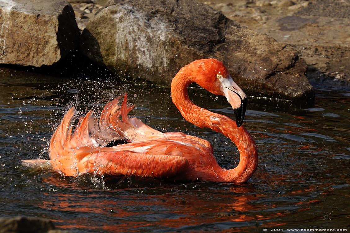 rode flamingo of Cubaanse flamingo  ( Phoenicopterus ruber ) American flamingo
Trefwoorden: Duisburg zoo Cubaanse flamingo Phoenicopterus ruber ruber 