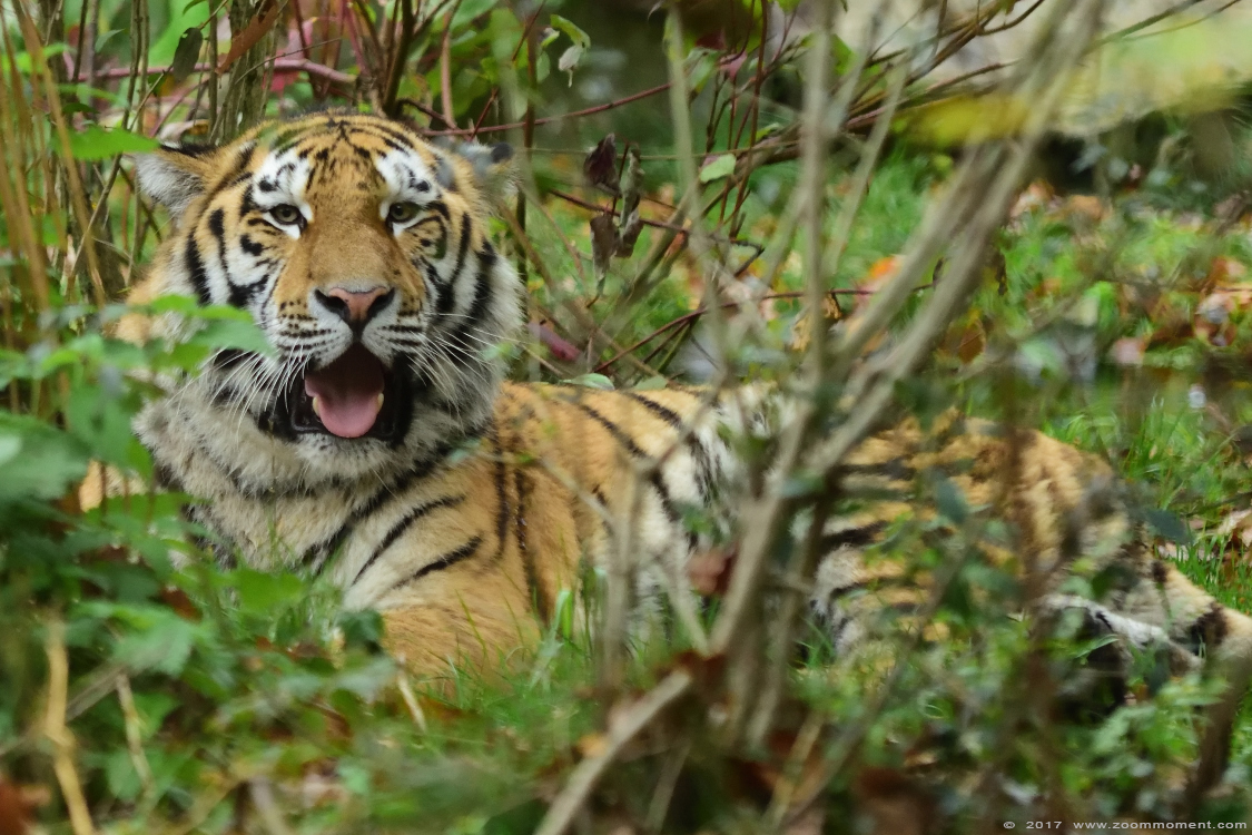 Siberische tijger  ( Panthera tigris altaica )  Siberian tiger
Trefwoorden: Duisburg zoo Siberische tijger  Panthera tigris altaica Siberian tiger cub welp