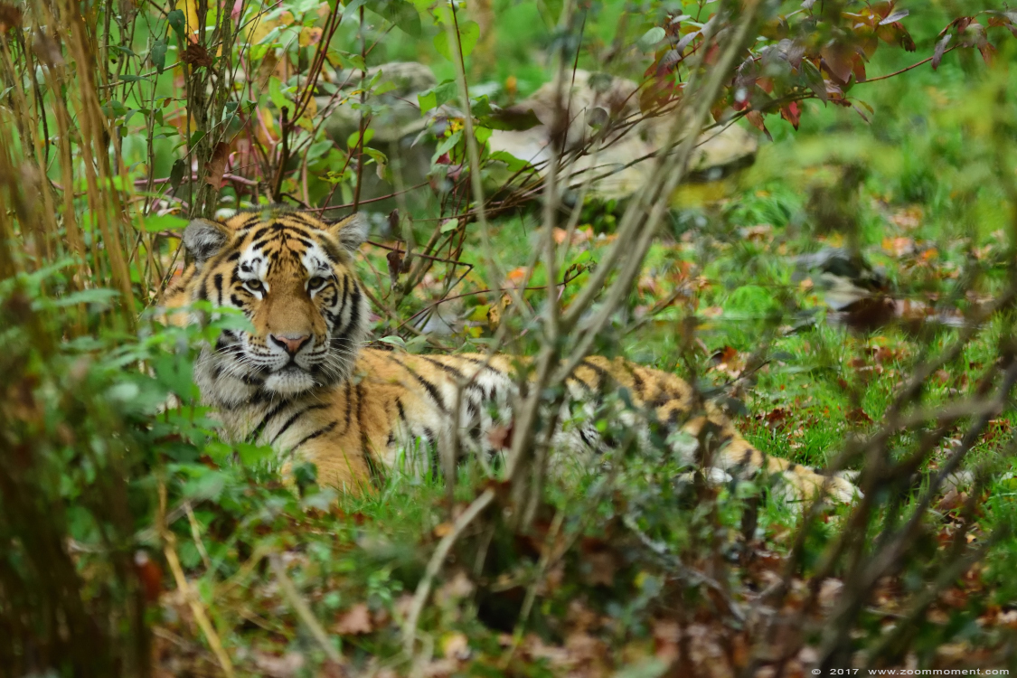 Siberische tijger  ( Panthera tigris altaica )  Siberian tiger
Trefwoorden: Duisburg zoo Siberische tijger  Panthera tigris altaica Siberian tiger cub welp