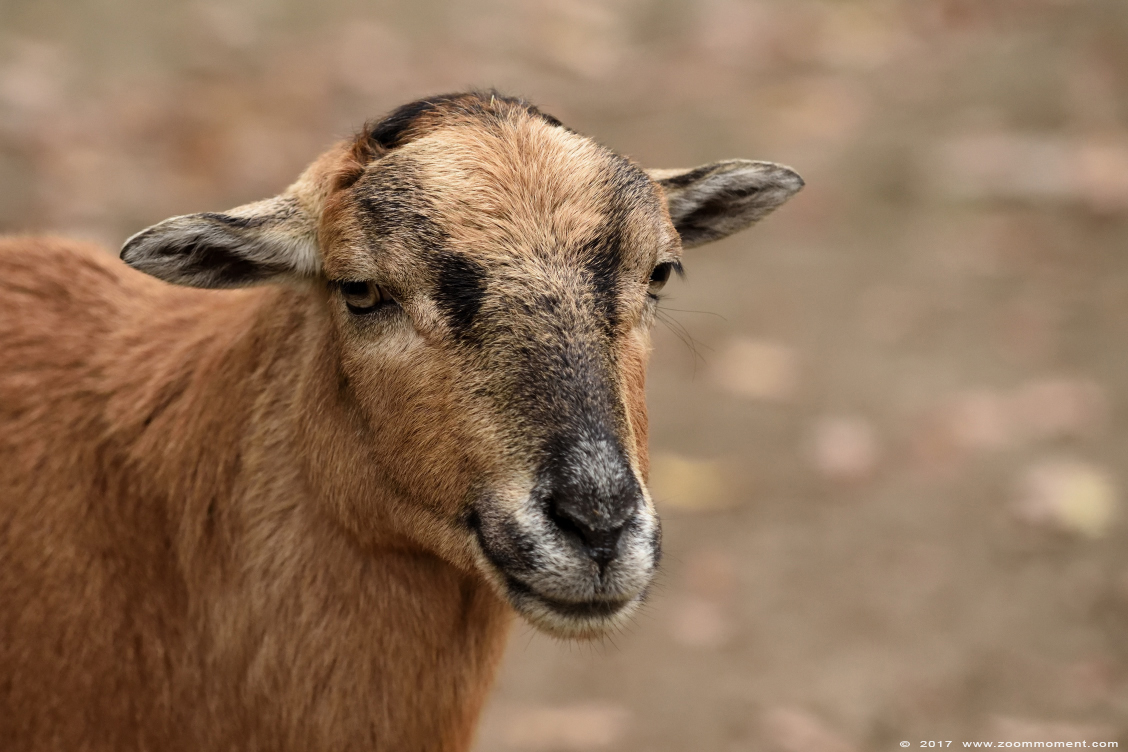 Kameroen schaap ( Ovis ammon f. aries  ) Cameroon sheep
Trefwoorden: Duisburg zoo Kameroen schaap Cameroon sheep Ovis ammon aries 