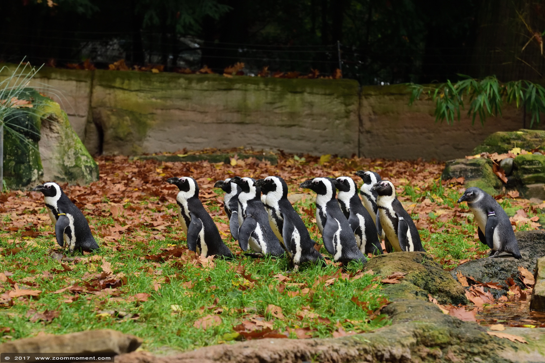 Afrikaanse pinguin of zwartvoetpinguïn ( Spheniscus demersus ) African penguin
Trefwoorden: Duisburg zoo Afrikaanse  pinguin zwartvoetpinguïn Spheniscus demersus  African penguin