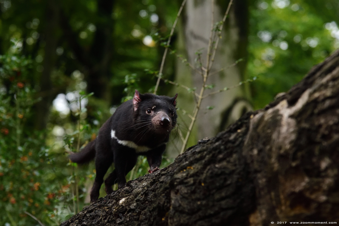 tasmaanse duivel ( Sarcophilus harrisii ) Tasmanian devil
Trefwoorden: Duisburg zoo tasmaanse duivel Sarcophilus harrisii  Tasmanian devil