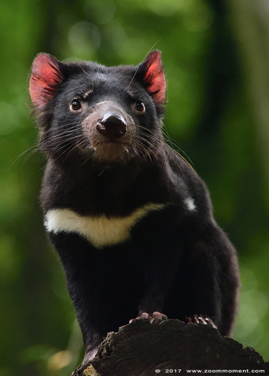 tasmaanse duivel ( Sarcophilus harrisii ) Tasmanian devil 
Trefwoorden: Duisburg zoo tasmaanse duivel Sarcophilus harrisii  Tasmanian devil