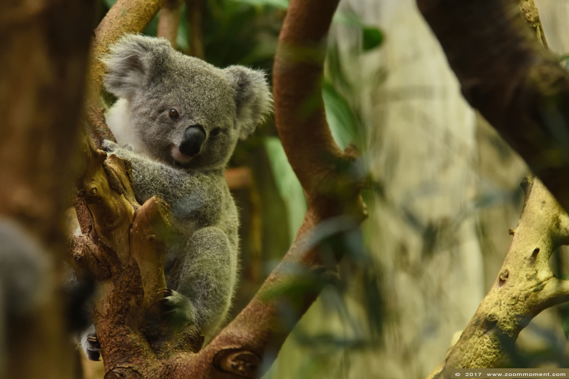 koala ( Phascolarctos cinereus )
Trefwoorden: Duisburg zoo koala  Phascolarctos cinereus