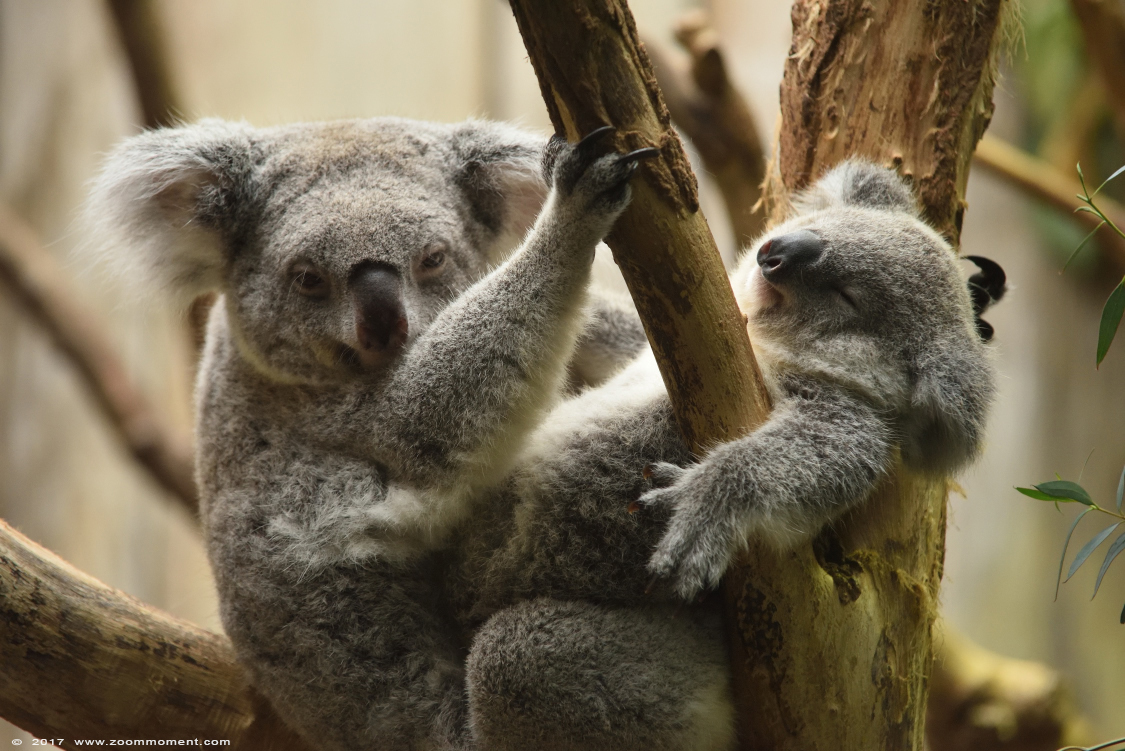 koala ( Phascolarctos cinereus )
Trefwoorden: Duisburg zoo koala  Phascolarctos cinereus