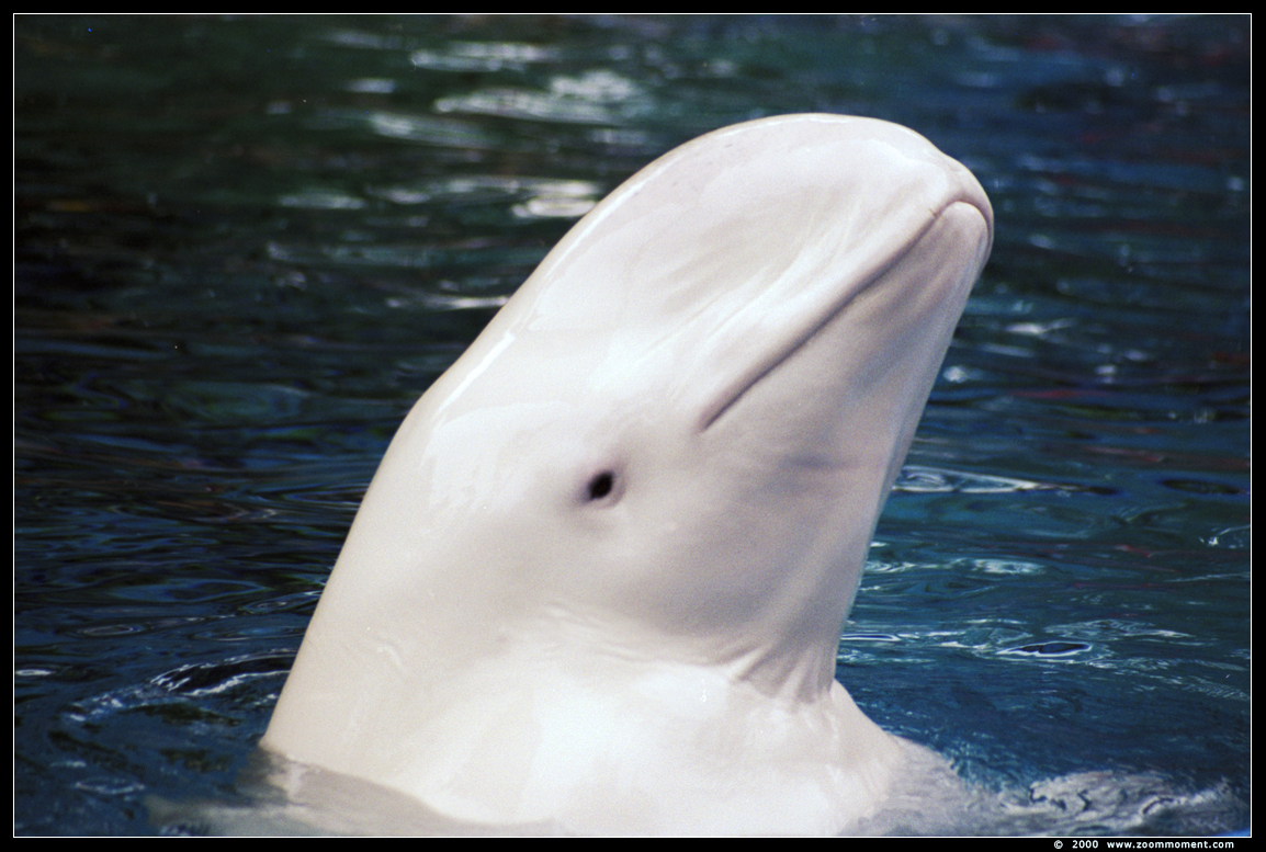 beloega of witte dolfijn  ( Delphinapterus leucas ) beluga whale or white whale
Wallarium 2000
Trefwoorden: Duisburg zoo beloega witte dolfijn  Delphinapterus leucas beluga whale  white whale