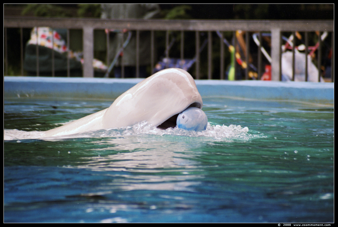 beloega of witte dolfijn  ( Delphinapterus leucas ) beluga whale or white whale
Wallarium 2000
Trefwoorden: Duisburg zoo beloega witte dolfijn  Delphinapterus leucas beluga whale  white whale