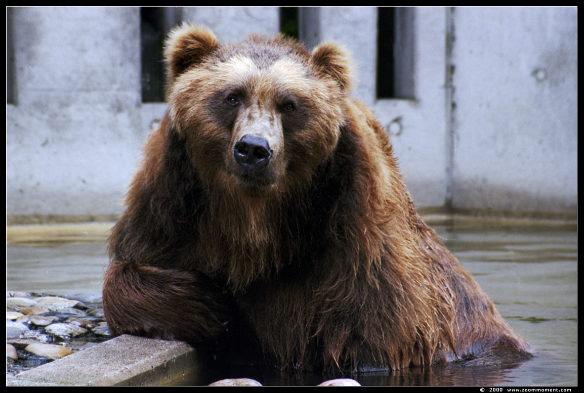 kodiakbeer  ( Ursus arctos middendorffi )  kodiak bear
Trefwoorden: Duisburg zoo kodiakbeer Ursus arctos middendorffi kodiak bear