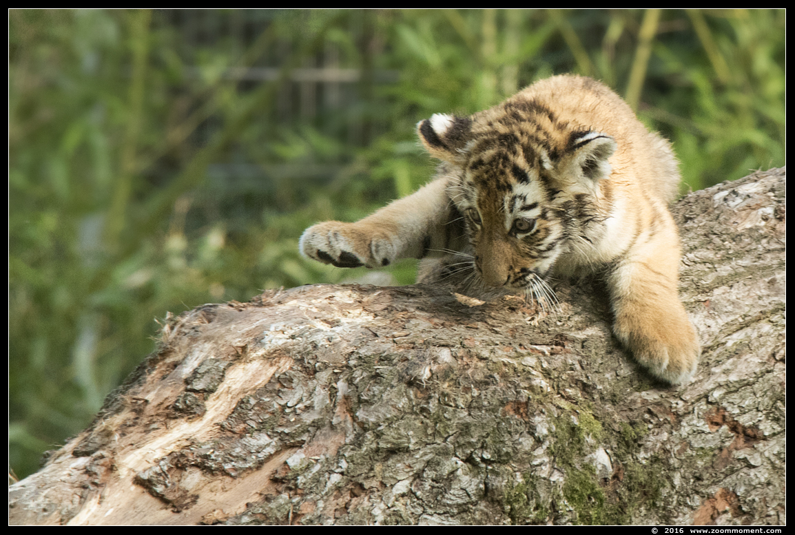Siberische tijger  ( Panthera tigris altaica )  Siberian tiger
Welpen, geboren eind juni 2016, op de foto ongeveer 2 maanden oud
Cubs, born end June 2016, on the picture about 2 months old
Trefwoorden: Duisburg zoo Siberische tijger  Panthera tigris altaica Siberian tiger cub welp