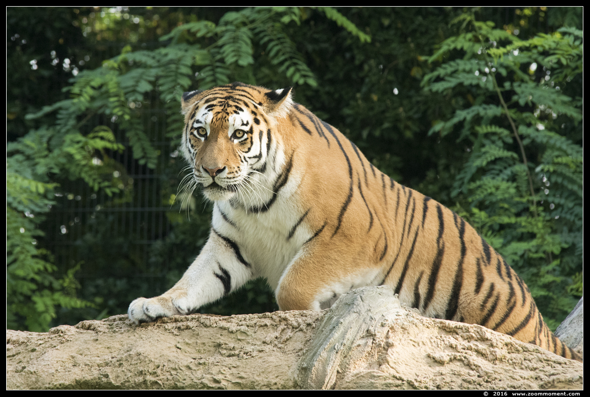 Siberische tijger  ( Panthera tigris altaica )  Siberian tiger
Trefwoorden: Duisburg zoo Siberische tijger  Panthera tigris altaica Siberian tiger