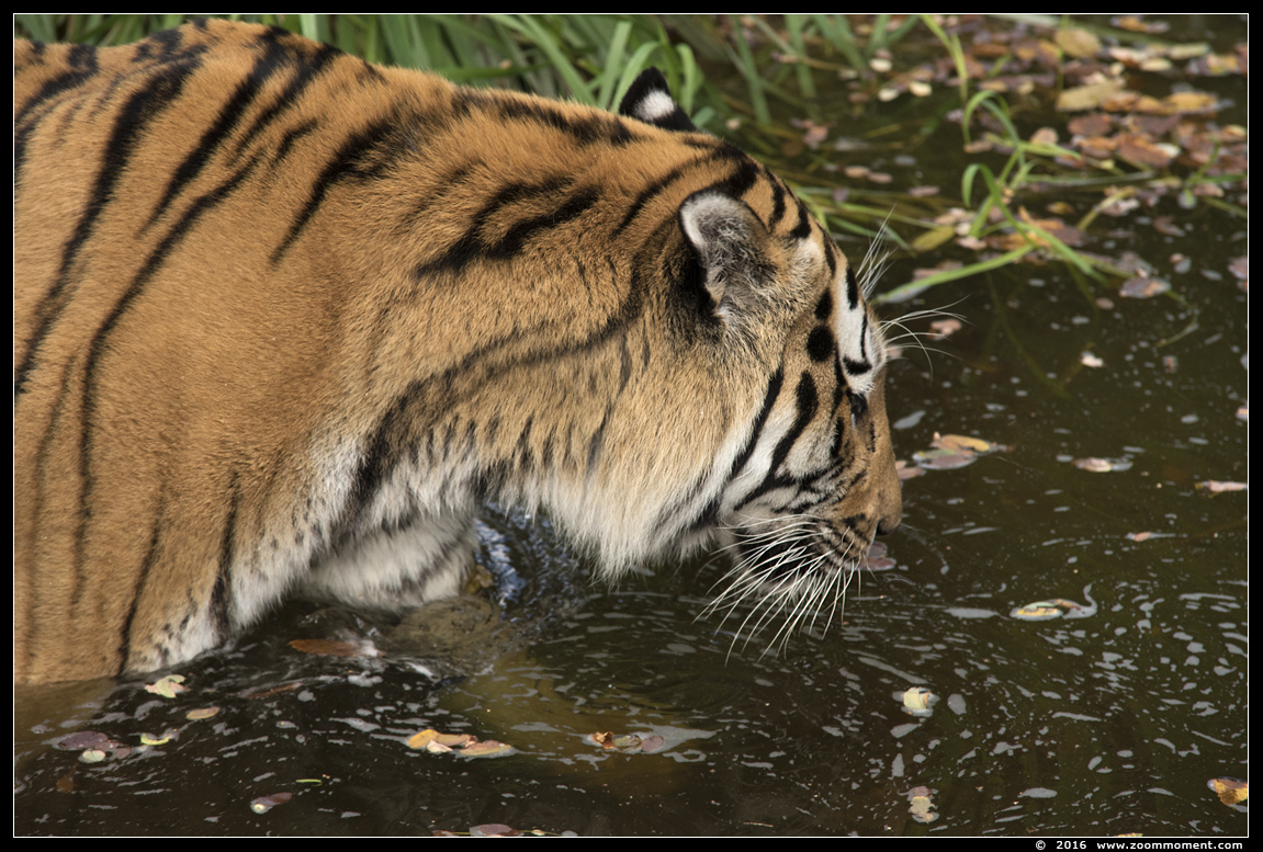 Siberische tijger  ( Panthera tigris altaica )  Siberian tiger
Trefwoorden: Duisburg zoo Siberische tijger  Panthera tigris altaica Siberian tiger