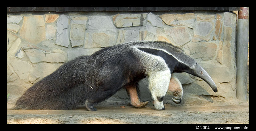 miereneter  ( Myrmecophaga tridactyla )  giant anteater
Trefwoorden: Zoo Duisburg Myrmecophaga tridactyla miereneter giant anteater