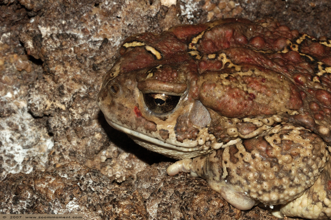 berberpad  ( Bufo mauretanicus )  Mauretanian toad
Trefwoorden: Noorderdierenpark Emmen berberpad  Bufo mauretanicus  Mauretanian toad pad