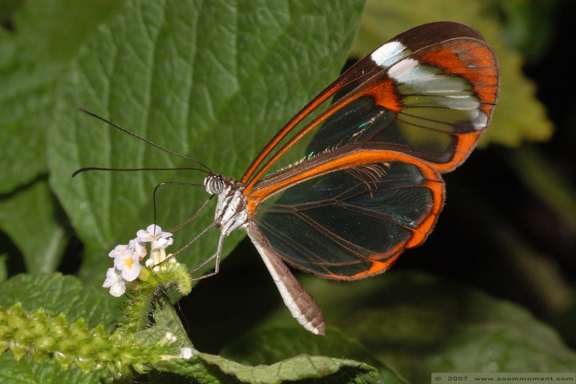 glasvleugel vlinder ( Greta oto ) glasswing butterfly
Trefwoorden: Dierenpark Emmen Nederland glasvleugel vlinder  Greta oto  glasswing butterfly