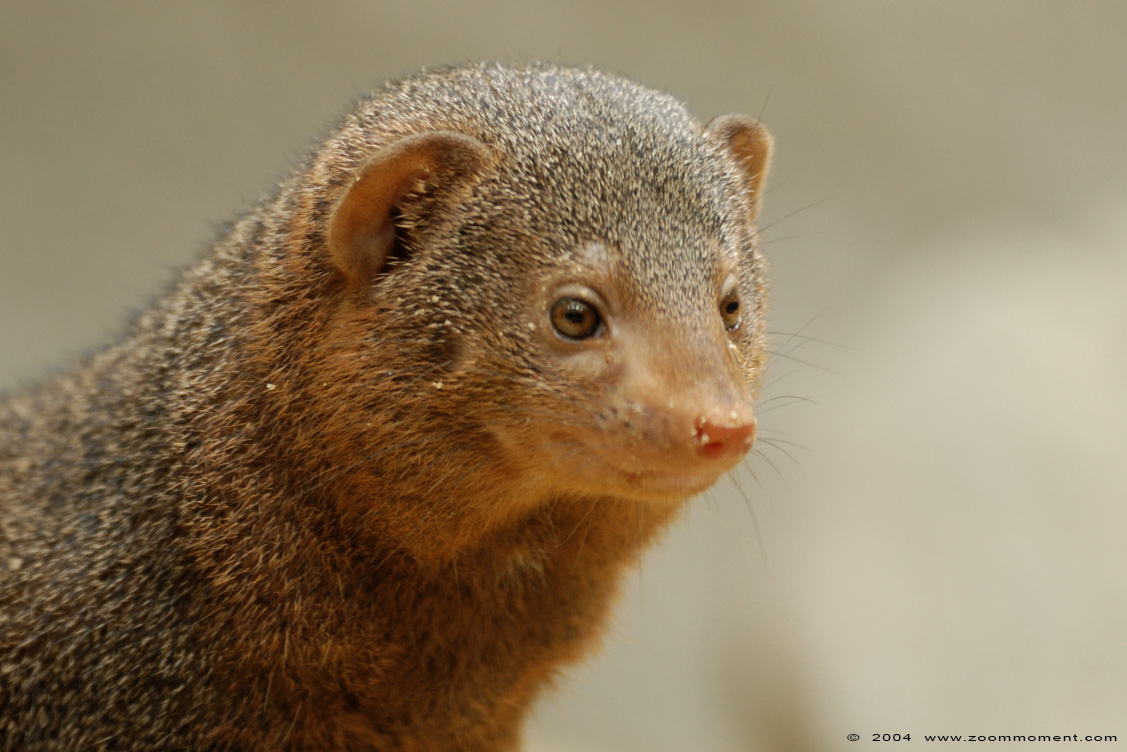 dwergmangoest ( Helogale parvula ) common dwarf mongoose 
Trefwoorden: Dierenpark Emmen dwergmangoest  Helogale parvula  dwarf mongoose 
