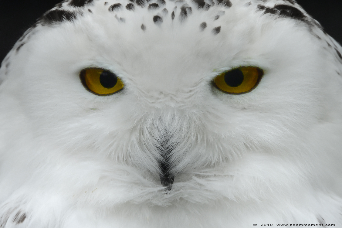sneeuwuil ( Nyctea scandiaca ) snowy owl
Trefwoorden: Faunapark Flakkee sneeuwuil Nyctea scandiaca snowy owl