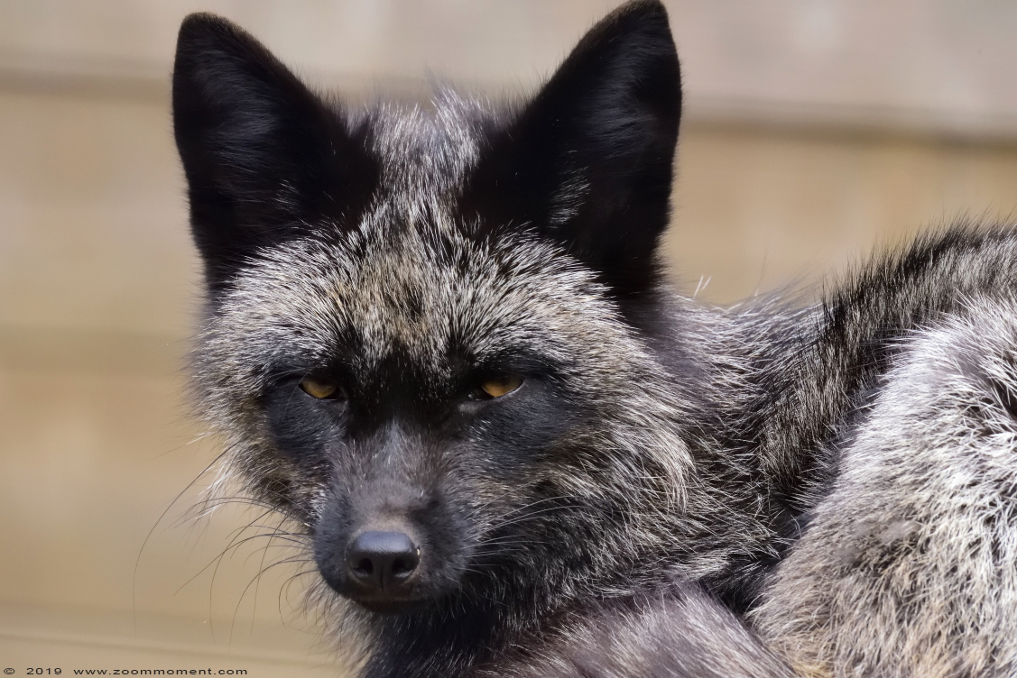 zilvervos ( Vulpes vulpes ) fox
Trefwoorden: Faunapark Flakkee zilvervos Vulpes vulpes fox