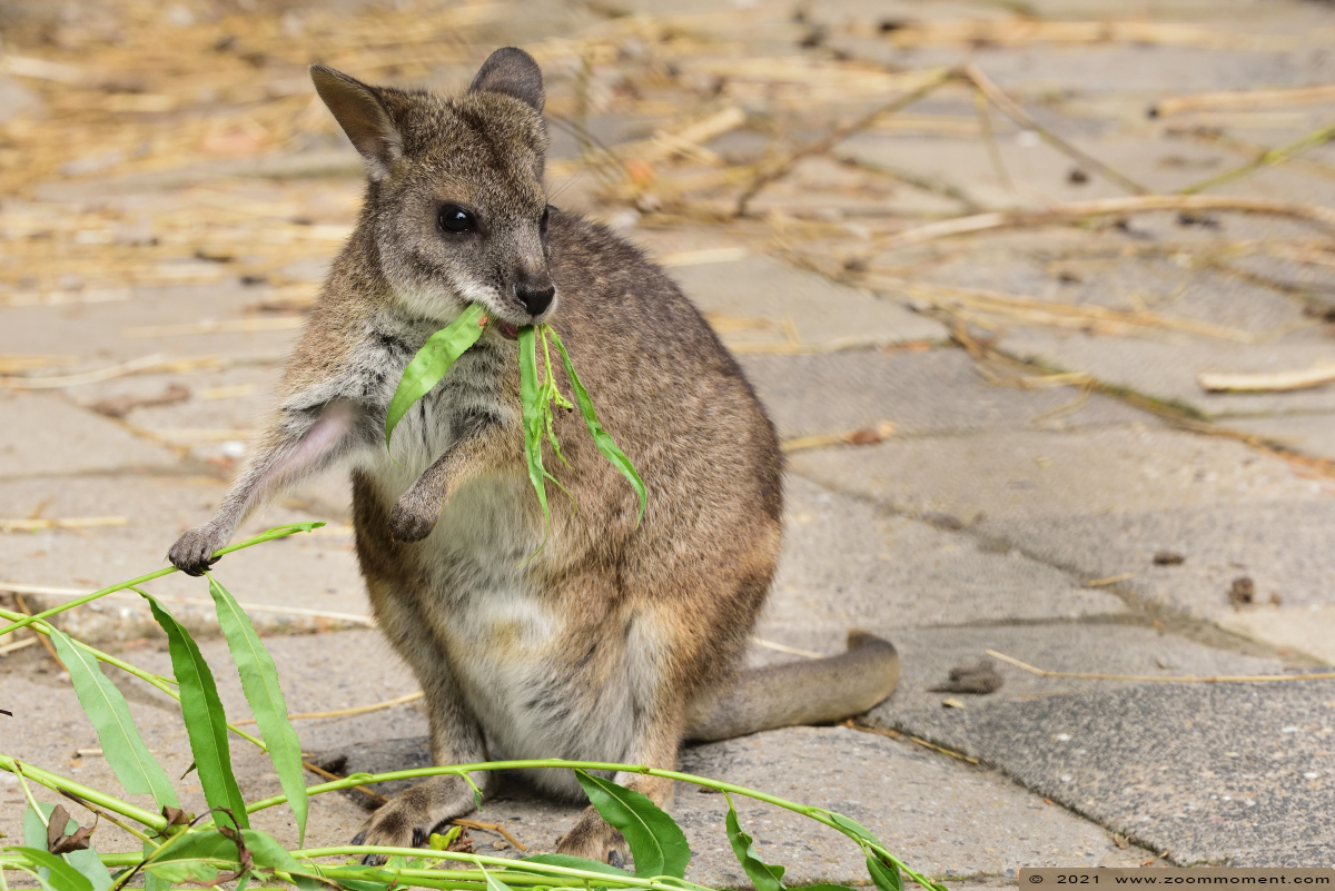 parmawallaby ( Macropus parma ) parma wallaby
Trefwoorden: Faunapark Flakkee parmawallaby Macropus parma parma wallaby kangoeroe