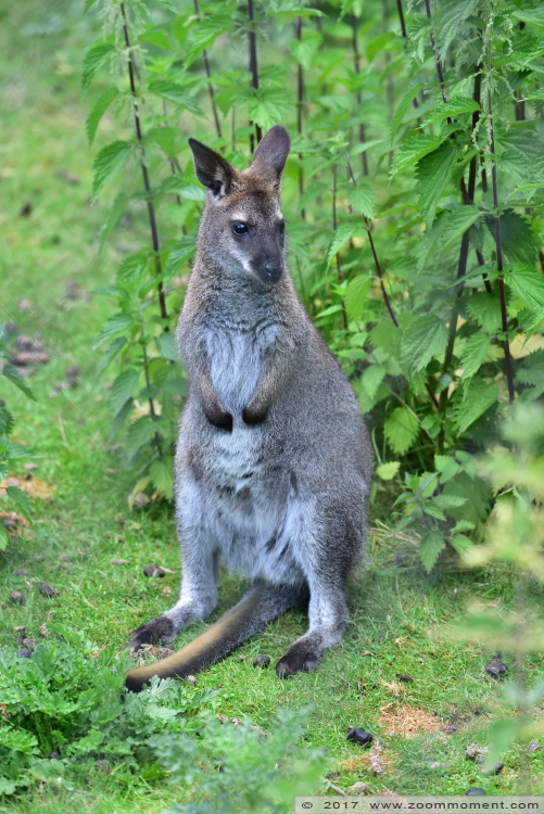 Bennett- of roodnekwallaby ( Macropus rufogriseus ) red necked wallaby  
Trefwoorden: Faunapark Flakkee Bennett  roodnekwallaby  Macropus rufogriseus  red necked wallaby 
