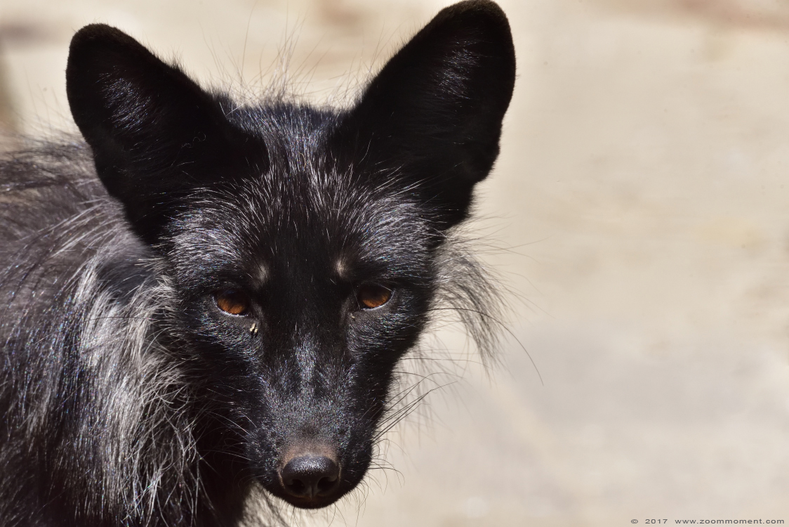 zilvervos ( Vulpes vulpes ) fox
Trefwoorden: Faunapark Flakkee zilvervos Vulpes vulpes fox