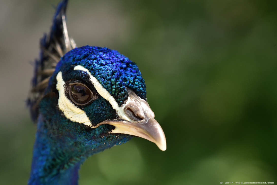 blauwe pauw  ( Pavo cristatus )  Indian peafowl or blue peafowl  
Trefwoorden: Faunapark Flakkee blauwe pauw  Pavo cristatus   Indian peafowl  blue peafowl 