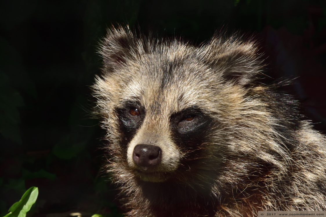wasbeerhond   ( Nyctereutes procyonoides )  raccoon dog  
Trefwoorden: Faunapark Flakkee wasbeerhond   Nyctereutes procyonoides  raccoon dog 