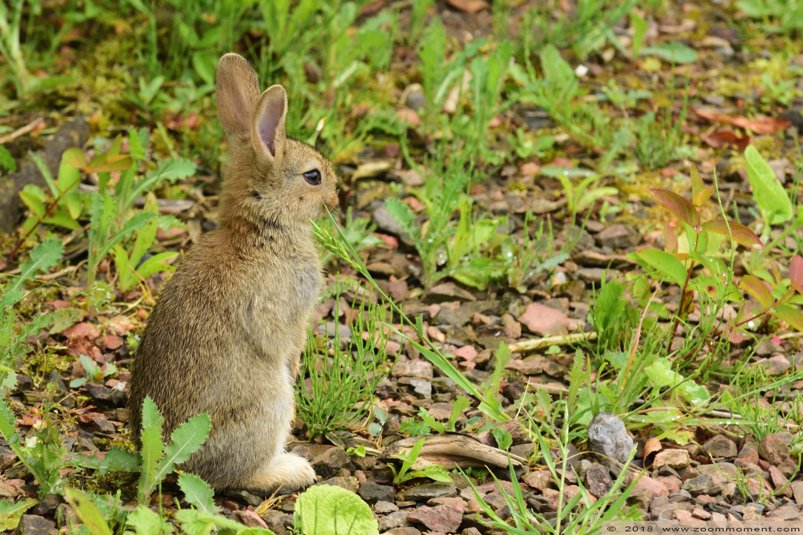 wild konijn rabbit
Trefwoorden: Faunapark Flakkee wild konijn rabbit