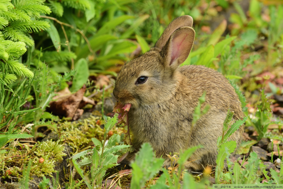wild konijn rabbit
Trefwoorden: Faunapark Flakkee wild konijn rabbit