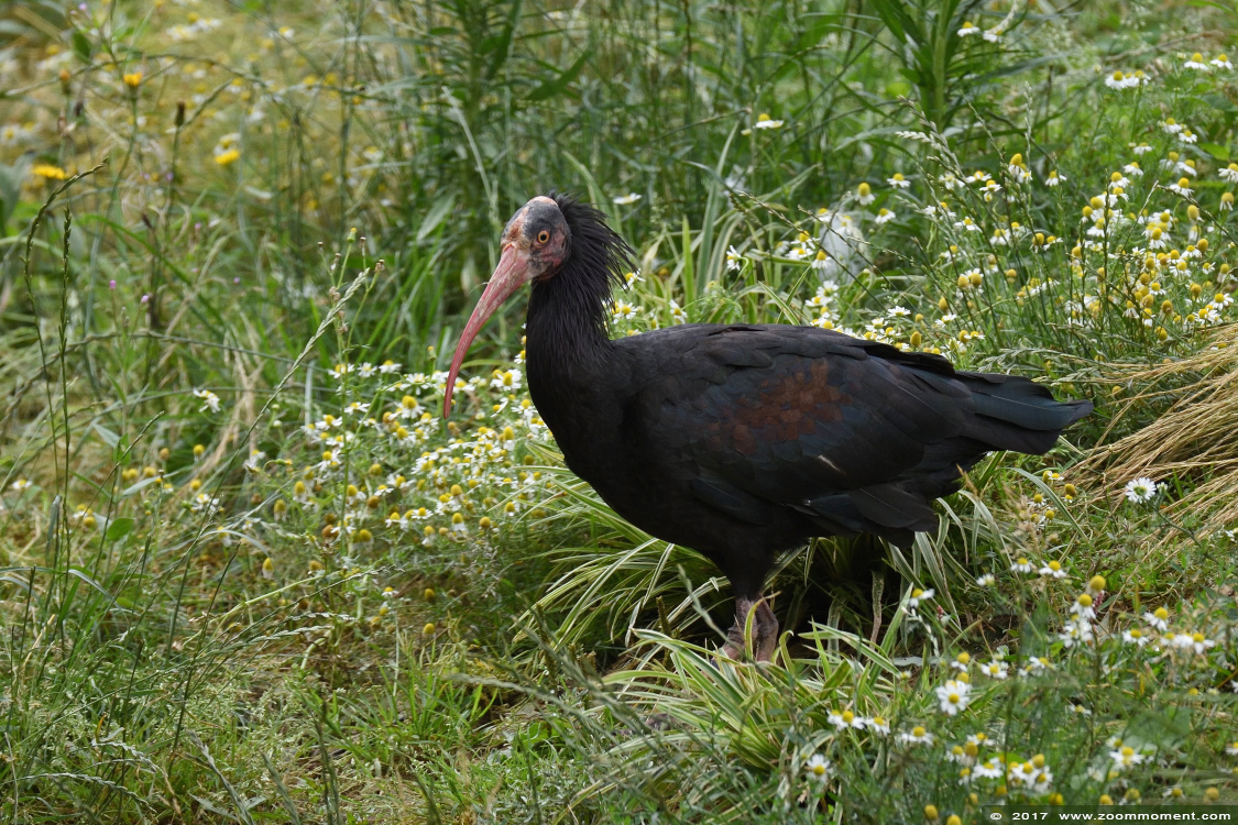 kaalkop ibis  ( Geronticus eremita ) Northern bald ibis
Trefwoorden: Gaiapark Kerkrade Nederland zoo kaalkopibis heremietibis Geronticus eremita bald ibis